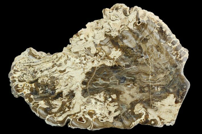 Polished Fossil Stromatolite (Chlorellopsis?) Slab - Wyoming #123427
